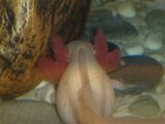 20091227700 (WinCE).jpg