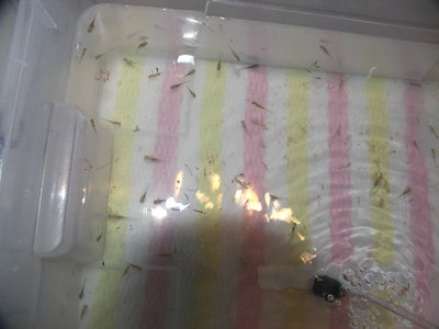 PICT0007.JPG