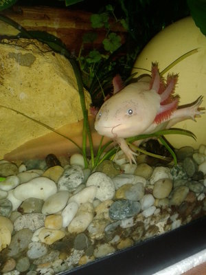 kilóg a tubi :)