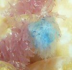 03.05-13.00-3 metilénezve.jpg (19.33 KiB) Megtekintve 45436 alkalommal 2.nap délután 1 óra - lemetilénezve.