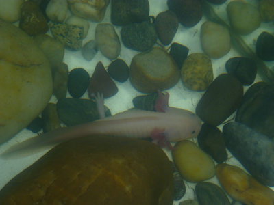 P1020143.JPG (166.27 KiB) Megtekintve 25049 alkalommal Nessie