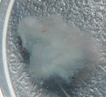 03.05-22.30-1.jpg (34.72 KiB) Megtekintve 45436 alkalommal 2.nap este fél 11 - a gomba levált