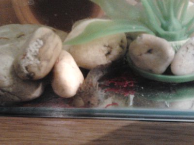 Kukucs :)