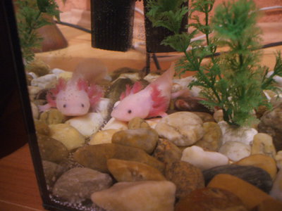 Pinky :)