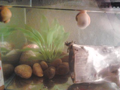 Kukucs :)