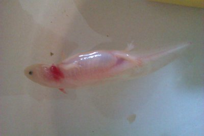 IMAG1360.jpg (547.08 KiB) Megtekintve 31109 alkalommal itt van egy kép róla :