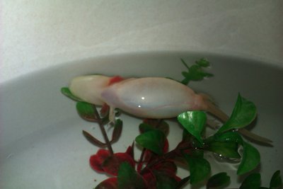 IMAG1365.jpg (616.27 KiB) Megtekintve 31100 alkalommal pillanatnyilag így néz ki