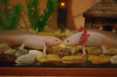 axi puszi :)