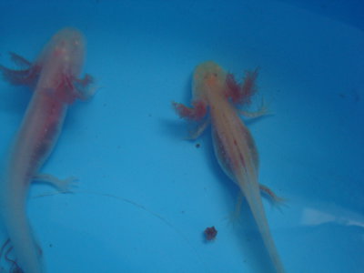 a jobboldali